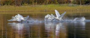 Five white swans with wings outstretched take off from a calm lake, creating splashes on the water, as grass and autumn trees hint at the arrival of spring and new opportunities in the serene background.