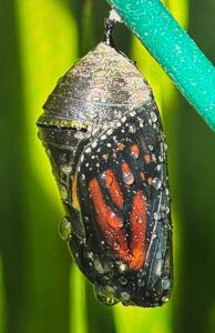 A close-up of a butterfly chrysalis covered in water droplets, showing orange and black wing patterns emerging inside, hangs from a green stem—capturing nature’s magic in the Flathead Valley just in time for the Spring Market.