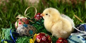 A fluffy yellow chick sits on green grass next to decorated Easter eggs wrapped with colorful ribbons and floral patterns, capturing the joyful spirit of the spring season.
