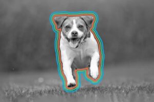 A black and white photo of a happy dog running toward the camera across grass, with love heating up the scene—red and blue lines outline its body for emphasis.