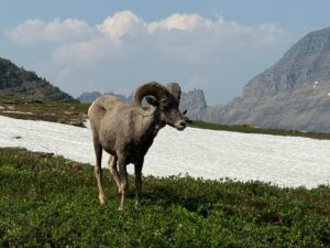 A bighorn sheep stands on full, grassy terrain with patches of snow, rolling mountains, and a blue sky with clouds in the background, evoking the serenity of August.