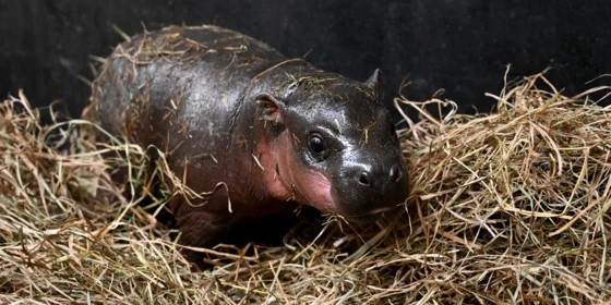 A baby pygmy hippopotamus with shiny, wet skin lies on a bed of dry grass or hay, looking toward the camera against a dark background—a gentle moment between Winter Pause and Spring Success.