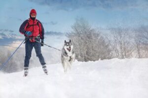 A person in winter gear is skiing on snow, pulled by a husky dog on a leash, with snow flying in the air and trees in the background—embracing new opportunities even as spring approaches.