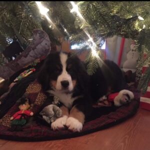 A fluffy black, brown, and white puppy is lying on a quilt under the Christmas tree, surrounded by holiday toys and lights, bringing Christmas cheer to our house with a snowman decoration in the background.