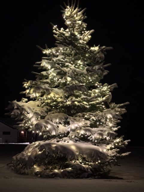 A large evergreen tree covered in snow is decorated with glowing white string lights, standing alone outside at night. This peaceful, festive winter scene embodies a Winter Pause before the promise of Spring Success.