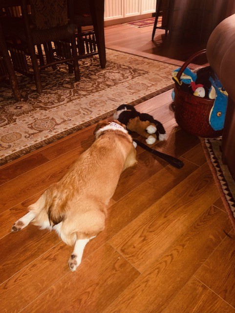 A dog lies stretched out on a wooden floor, facing away from the camera, with its head near a plush toy and a basket of other toys—perfectly content as August keeps rolling by beside the couch and dining table.
