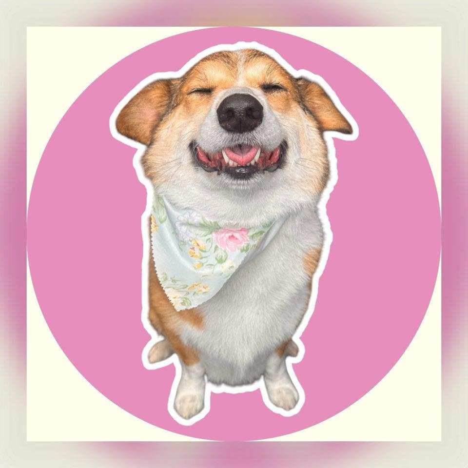A happy corgi dog with closed eyes and a big smile, wearing a floral bandana, sits in front of a pink circle background, capturing the joyful spirit of the spring season.