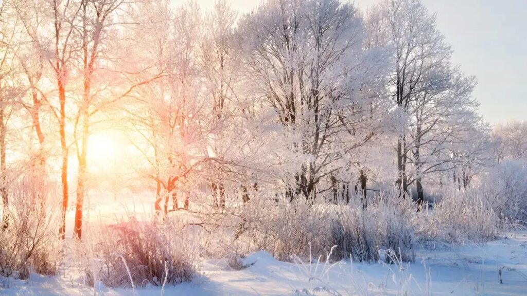 Snow-covered trees and bushes in a winter landscape with sunlight shining through the branches, creating a warm glow amidst the frosty scene—perfect for a Merry Christmas or Bright New Year celebration.