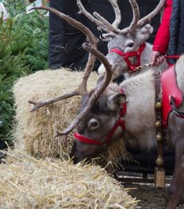 Two reindeer with large antlers and red harnesses stand next to hay bales, one eating hay while the other looks on. Pine trees and a person holding the reins add a touch of Winter Glow to this cozy scene.