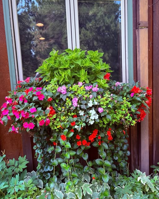 Denise Lang Planter Box in Bigfork in August
